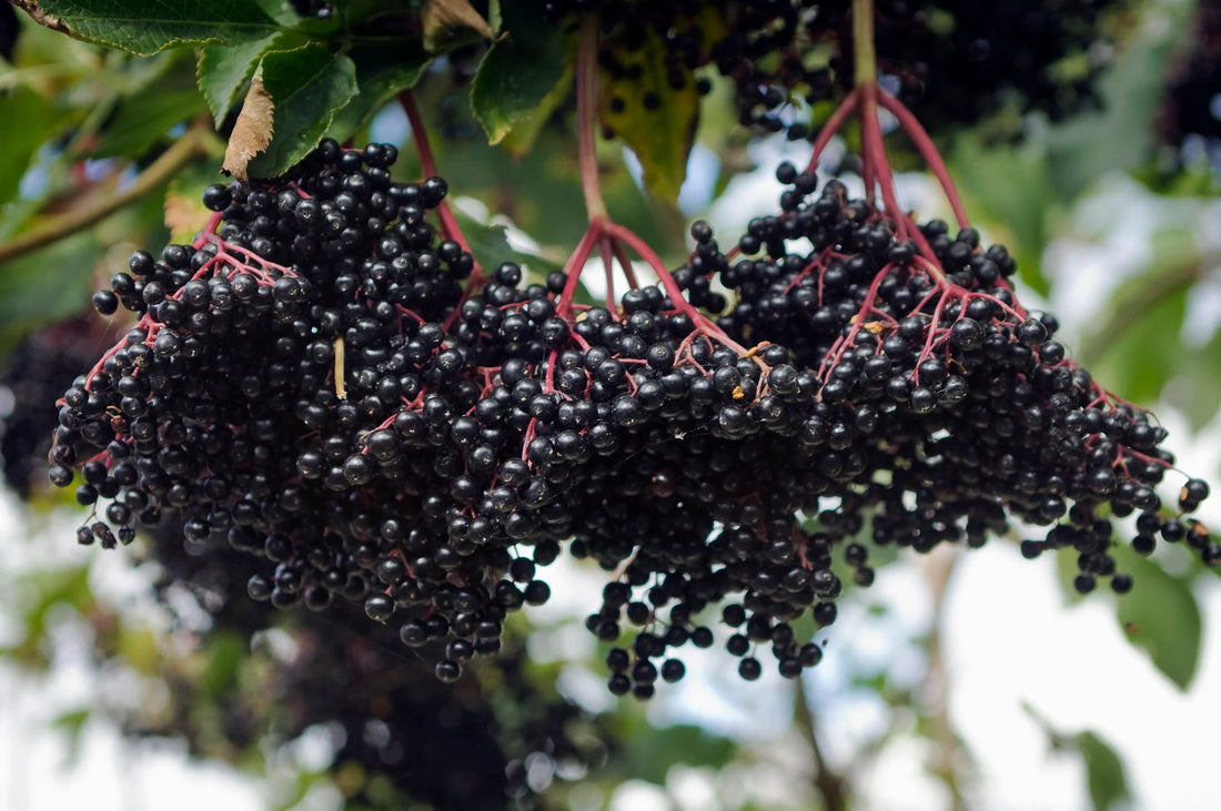 Elderberry growing on a tree