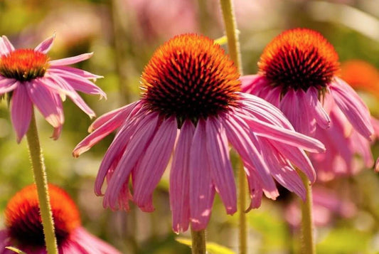 Echinacea flowers growing in the field