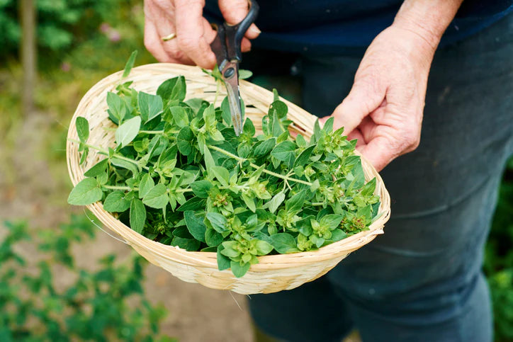 Gardner harvesting oregano in a herb garden