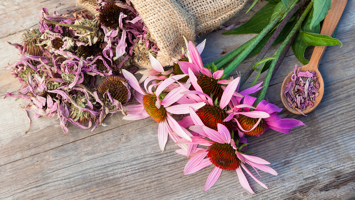 Beautiful fresh and dried purple echinacea cone flowers on a wooden counter 