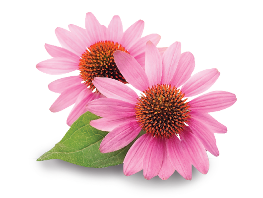 Fresh echinacea cone flowers on a white background