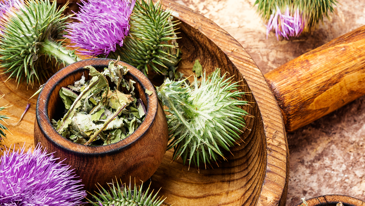 Fresh milk thistle plants in a wooden bowl