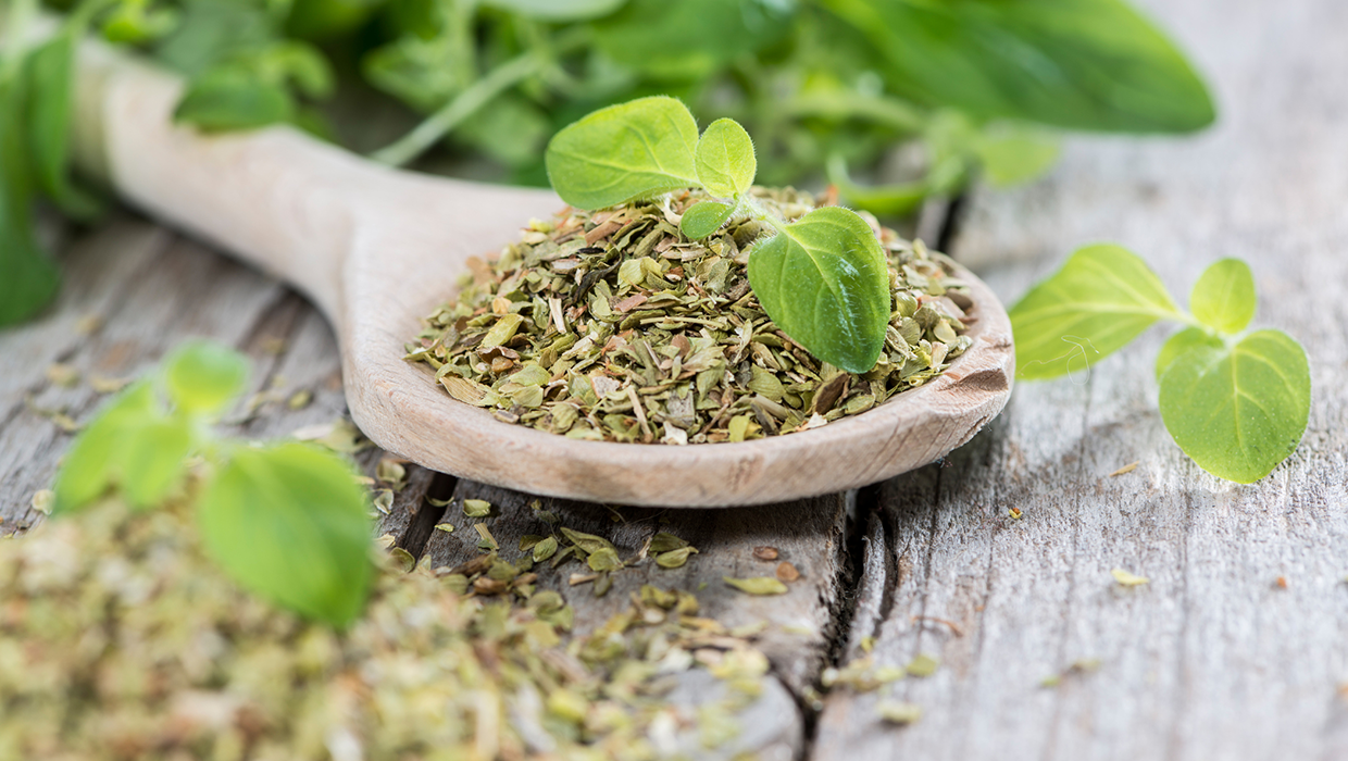Dried and fresh picked oregano leaves sit on a wooden spoon